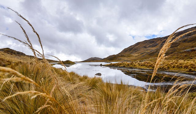 Pajonales altoandinos, son determinantes para la conservación del agua. Foto: Andean Forest   