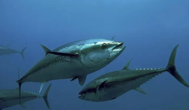 Atún rojo, de las principales especies de peces que contienen mercurio. Foto: AFP   