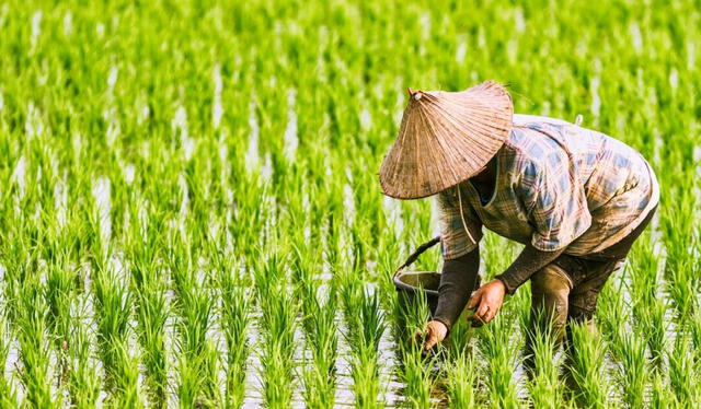 China es el mayor consumidor de arroz del mundo. Foto: AFP   