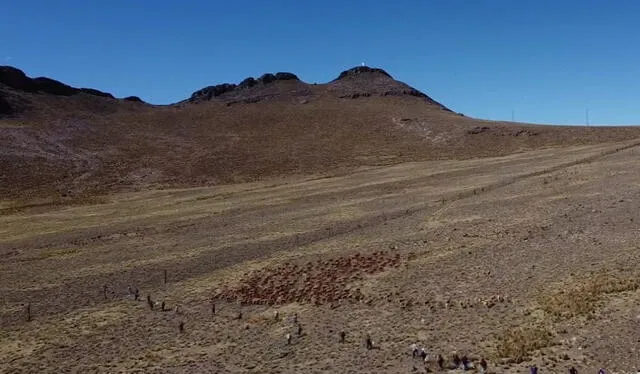 Comuneros persiguen y acorralan cientos de vicuñas para trasquilarlas. Foto: Angela Ponce/Bloomberg Businessweek    