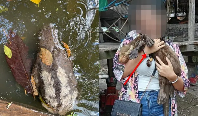 Animales silvestres estarían en condiciones precarias. Denunciantes presumen que víctima de ello, un oso perezoso feneció ahogado. Foto: composición LR/difusión   