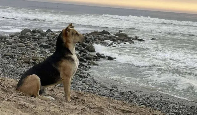  Vaguito espera cada día frente al mar en espera de su antiguo dueño. Foto: Radio Dos Corrientes    