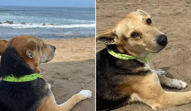 En la vida real, Vaguito es un perro que espera el regreso de su dueño a orillas del mar de Punta Negra. Foto: composición LR/Jolie Mejía    