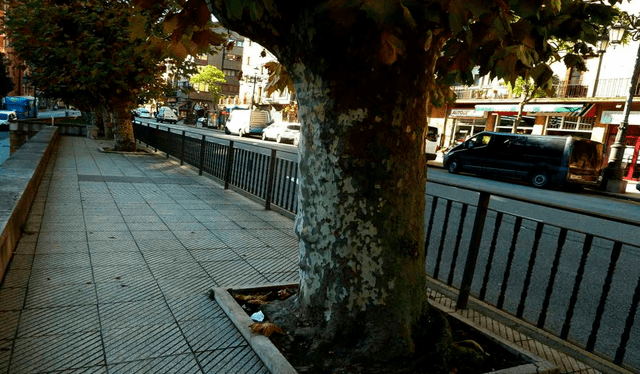  Falta de árboles en las ciudades, según la OMS. Foto: El Español   