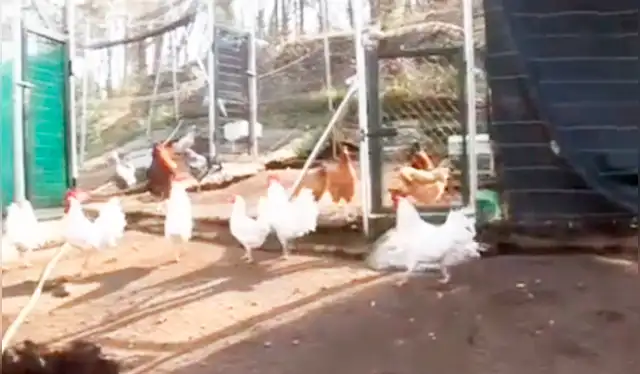 Las imágenes dejaron sorprendidos a los usuarios en redes sociales, pues no pensaban que se puede hacer negocios con estos animales. Foto: composición LR/TikTok/@tiktokhumorspain Las imágenes dejaron sorprendidos a los usuarios en redes sociales, pues no pensaban que se puede hacer negocios con estos animales. Foto: composición LR/TikTok/@tiktokhumorspain