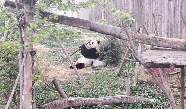 Los osos panda se alimentan principalmente de bambú. Foto: Francisco Claros/La República   