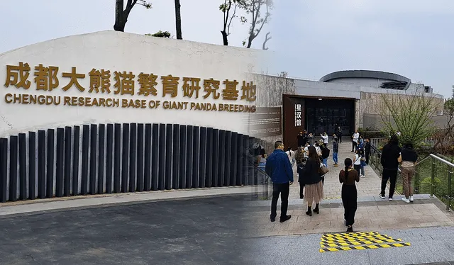El Centro de Investigación y Cría del panda gigante de Chengdú se estableció en 1987. Foto: composición LR/Francisco Claros/La República   