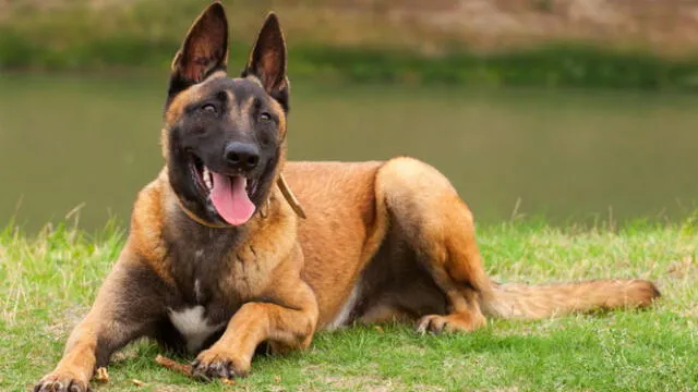 El pastor belga malinois son conocidos como perros pastores continentales. Foto: Diario Ok   