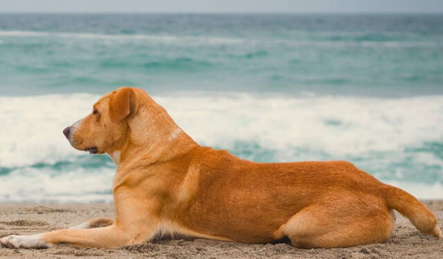  El papel principal de ‘Vaguito’ recaerá en un perro diferente al original, a quien la producción entrenó para la película. Foto: Bamboo Pictures    