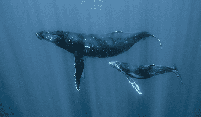 Científicos, en búsqueda de vida extraterrestre, tienen primera "llamada de contacto" con una ballena. Foto: BBC   