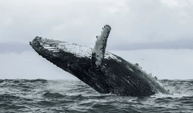 Las ballenas poseen gran capacidad auditiva. Foto: AFP   