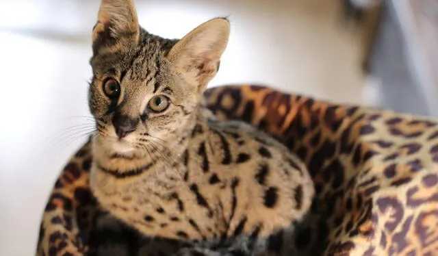 El gato savannah es una mezcla entre un serval salvaje y uno doméstico. Foto: Diario AS   