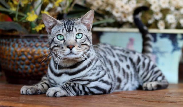 Gato bengala tiene un aspecto salvaje y exótico. Foto: Wix   
