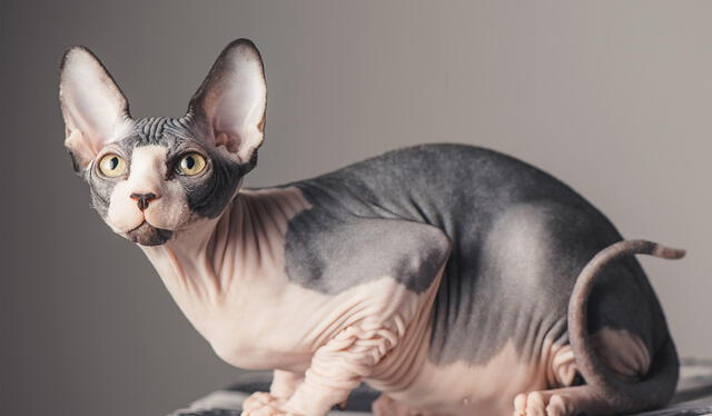 Gatos sin pelo son considerados por muchos unos mininos muy especiales. Foto: Minuto 20   