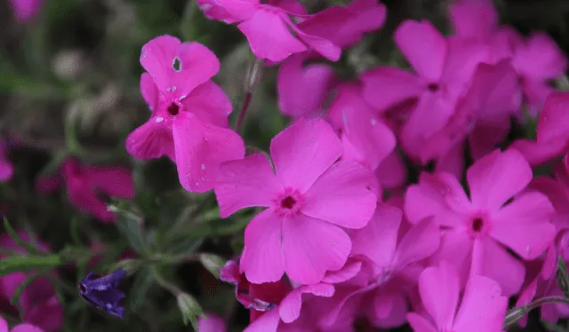  Phlox subulata es una flor originaria de América del Norte. Foto: Flickr/pilot_micha 
