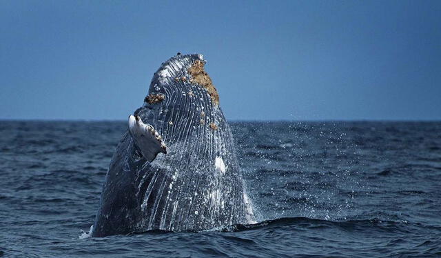  De las 35 principales especies de peces óseos que la flota pesquera artesanal peruana desembarca, 24 provienen de las regiones de Piura o Tumbes. Foto: Gobierno del Perú    