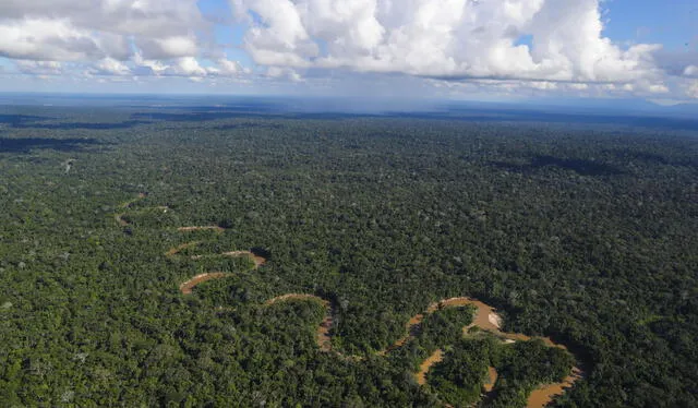 La Amazonía alberga depósitos naturales de carbono. Foto: Andina   