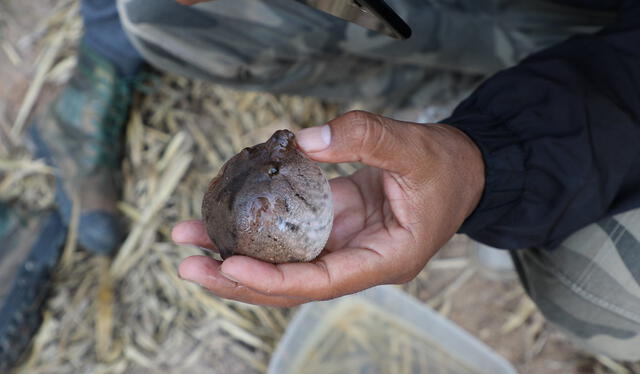 El pez globo era uno de los ingredientes que se usaba para fabricar la pócima 'crea zombies' en Haití. Foto: Fishbio   