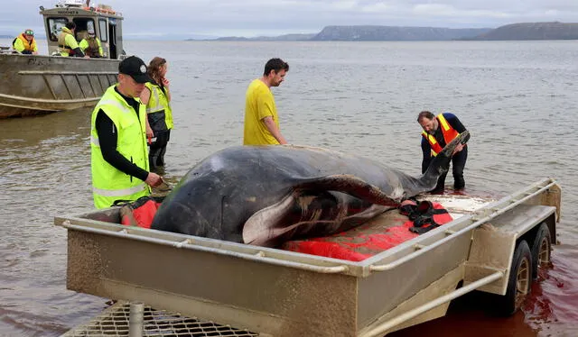  Ballenas piloto acumuladas en aguas poco profundas. Foto: Euronews   