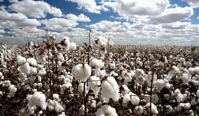 La industria del algodón es clave para la producción textil. Foto: MXCity   