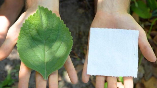 Boldo, la hoja que funciona como alternativa al papel higiénico. Foto: BBC   