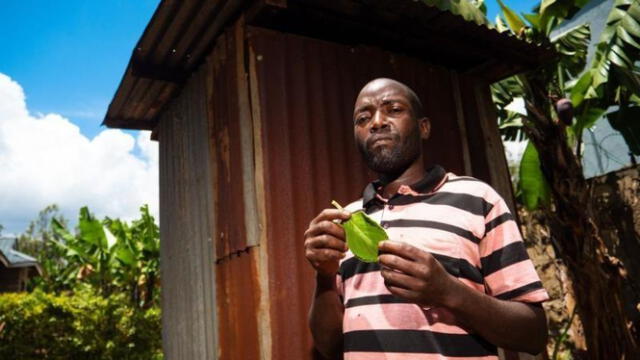 El boldo en África es usado como una alternativa sostenible para el medio ambiente. Foto: BBC   