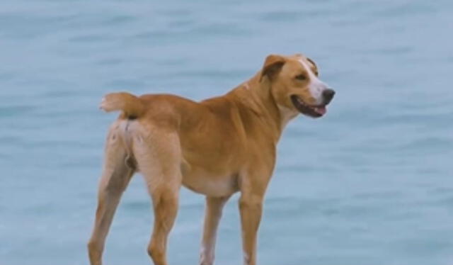 Vaguito, el perro actor en la playa. Foto: 'Vaguito'/ Instagram   