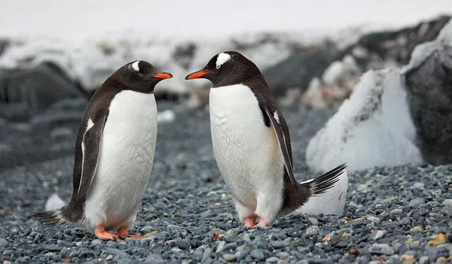  El hielo de la Antártida hace que los pingüinos tengan un hábitat en optimas condiciones. Foto: Pexels   