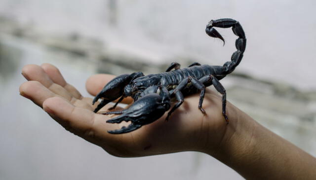 Un escorpión de talla media&nbsp;puede medir entre los 5 y los 12 cm. Foto: UV   