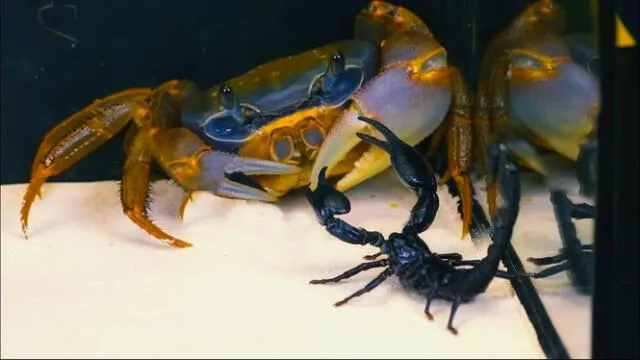 cangrejo vs escorpión | pinzas | veneno