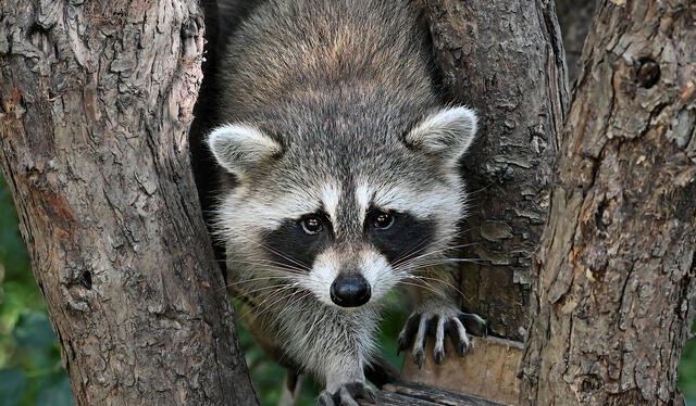 Los mapaches miden entre 40 y 70 centímetros longitud. Foto: Flickr    