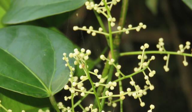  La planta Fibrauera tinctoria posee características antiinflamatorias. Foto: Reuben C. J. Lim   