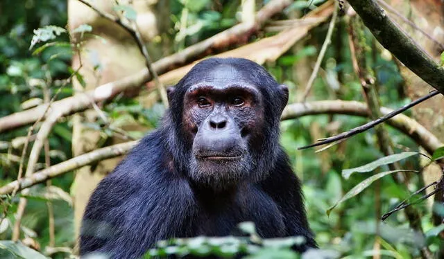  El chimpancé Pan troglodytes frota insectos cerca a sus heridas como método de automedicación. Foto: Shadows of Africa   