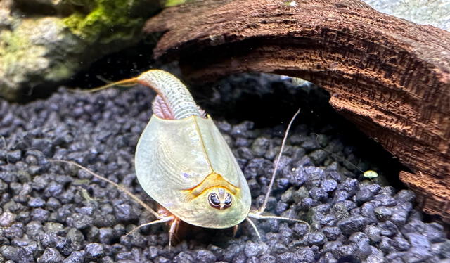  Son los primeros mamíferos del período Triásico hace 220 millones de años. Foto: Triops 