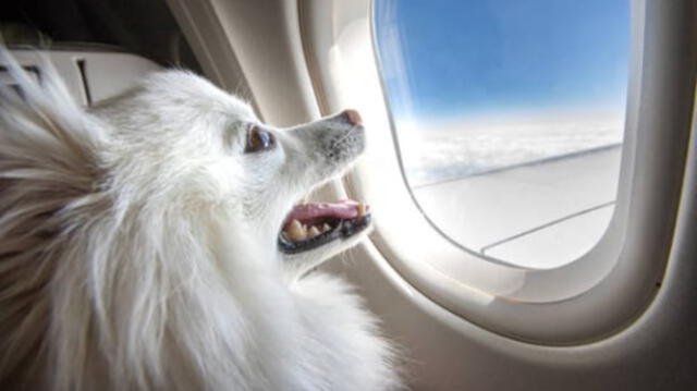 Esta aerolínea tendrá una capacidad para hasta 10 personas. Foto: Bark Air   