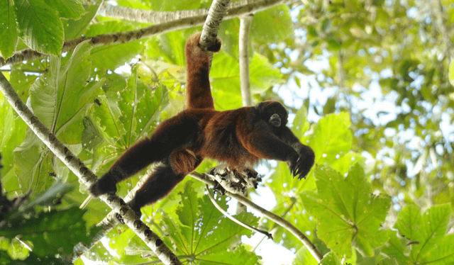 Los monos machos presentan pelaje amarillo en la entrepierna. Foto: Russ Mittermeier   