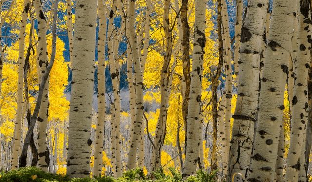 Esta especie posee un tronco blanco con hojas muy brillantes, que adquieren una tonalidad verde en primavera; y amarillo, rosa o rojo en otoño. Foto: National Geographic.   