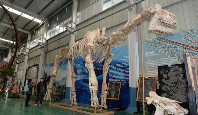  La reconstrucción fósil del Paraceratherium se encuentra en un museo de China. Foto: IMAGINECHINA VIA AP IMAGES / GTRES   