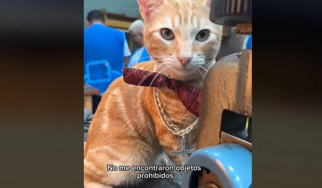 Historia de gatito en penal se viralizó. Foto: INPE/ TikTok    