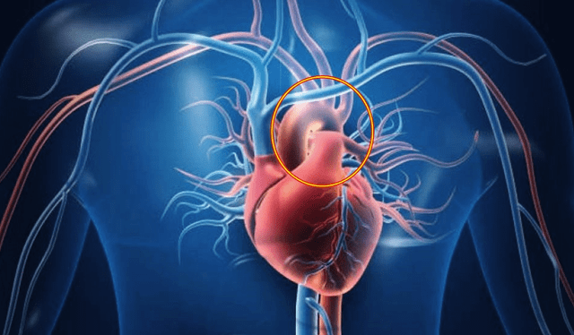  La aorta regula la presión arterial y controla el flujo sanguíneo. Foto: Agencia DIB   
