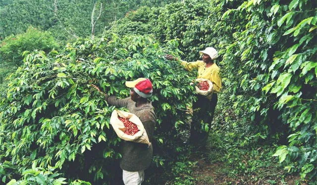 Guía de Café de Jamaica de los mejores en el mundo. Foto: sitio web Un Cafecito   