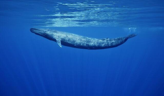  La ballena azul en su habitad natural. Foto: Verde y Azul    