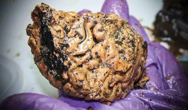 El cerebro de Heslington le habría pertenecido a un hombre entre 26 y 45 años de edad. Foto: York Archaelogical Trust   