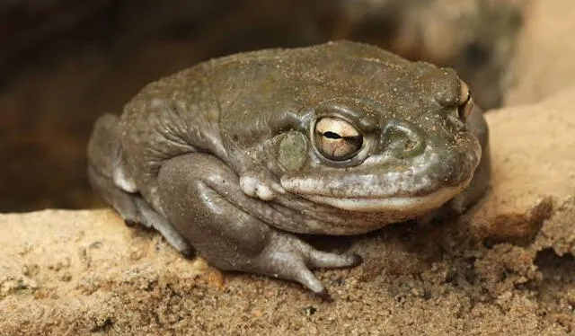  La toxina emitida por el Incilius alvarius tiene similitudes con la psilocibina. Foto: BugSpray   