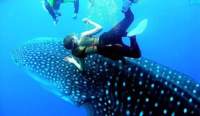 En la Isla de Buenaventura, en Colombia, podrás disfrutar de un infinito mar azul y vivir la experiencia de nadar con tiburones y ballenas Foto: Colombia Me Gusta   