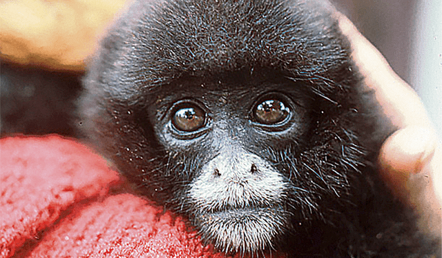  Bigote. Una de las características del mono choro es el pelo blanco de su cara. Foto: difusión    