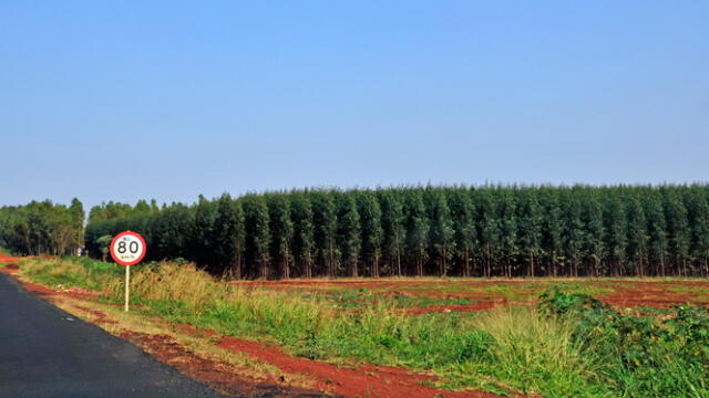  El árbol de eucalipto y el pino son las especies más plantadas en Sudamérica. Foto: Dialogue Earth 