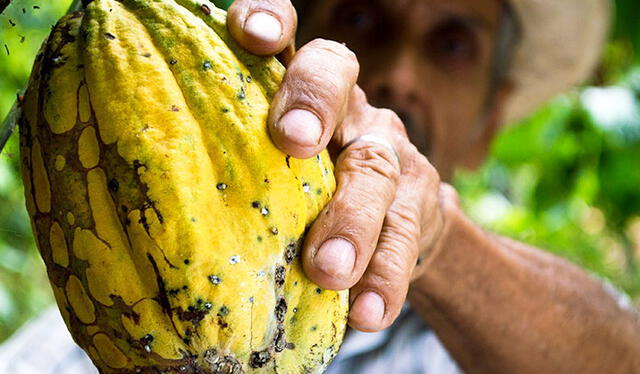 Recientes estudios arqueológicos posicionan a este país de Sudamérica como la verdadera cuna del cacao. Foto: Pixabay.   