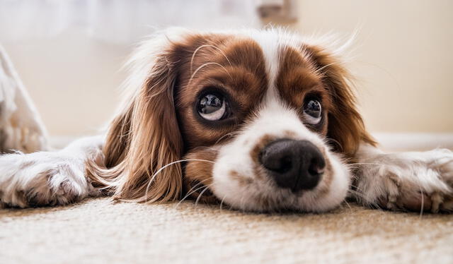  A partir de los ocho años, los perros tienen la posibilidad de contraer un síndrome similar al alzhéimer. Foto: Pixabay   