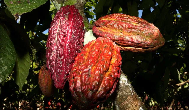  Cacao peruano es de los más importantes en el mercado. Foto: Perú Info<br>    
